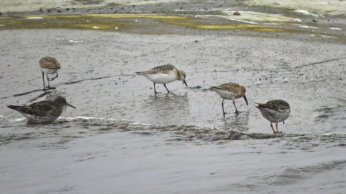 Purple Sandpiper - ML207974031