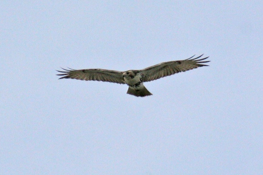 Red-tailed Hawk - ML20797631