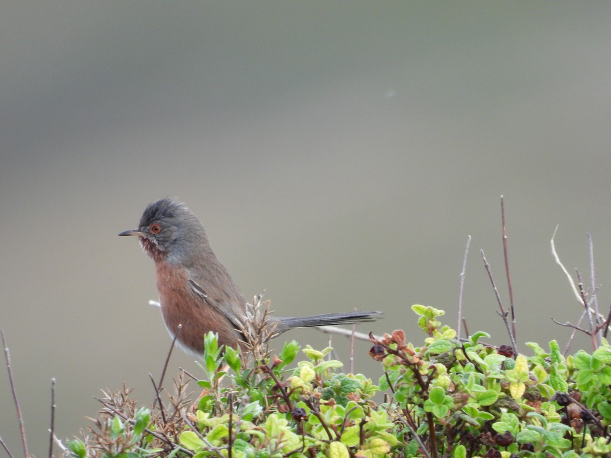 Dartford Warbler - ML207976401