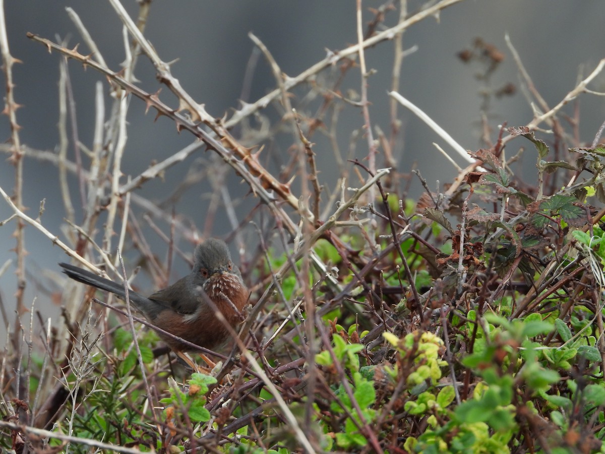 Dartford Warbler - ML207976411