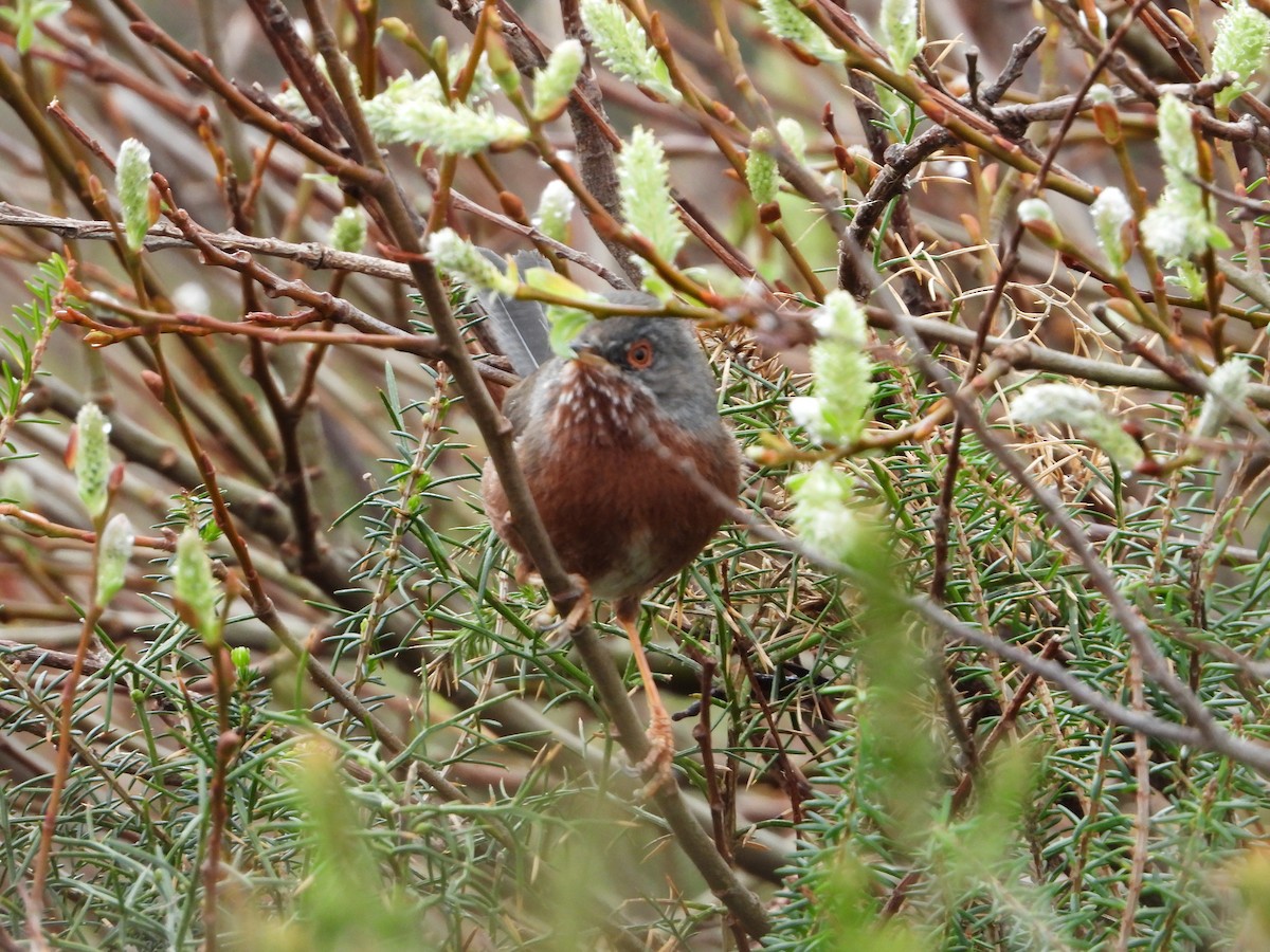 Dartford Warbler - ML207976441