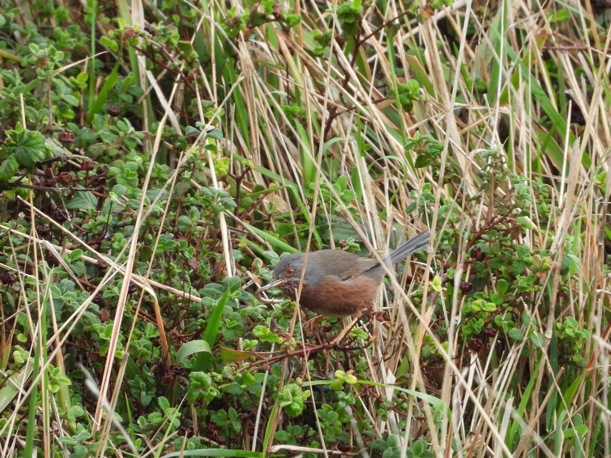 Dartford Warbler - ML207976451