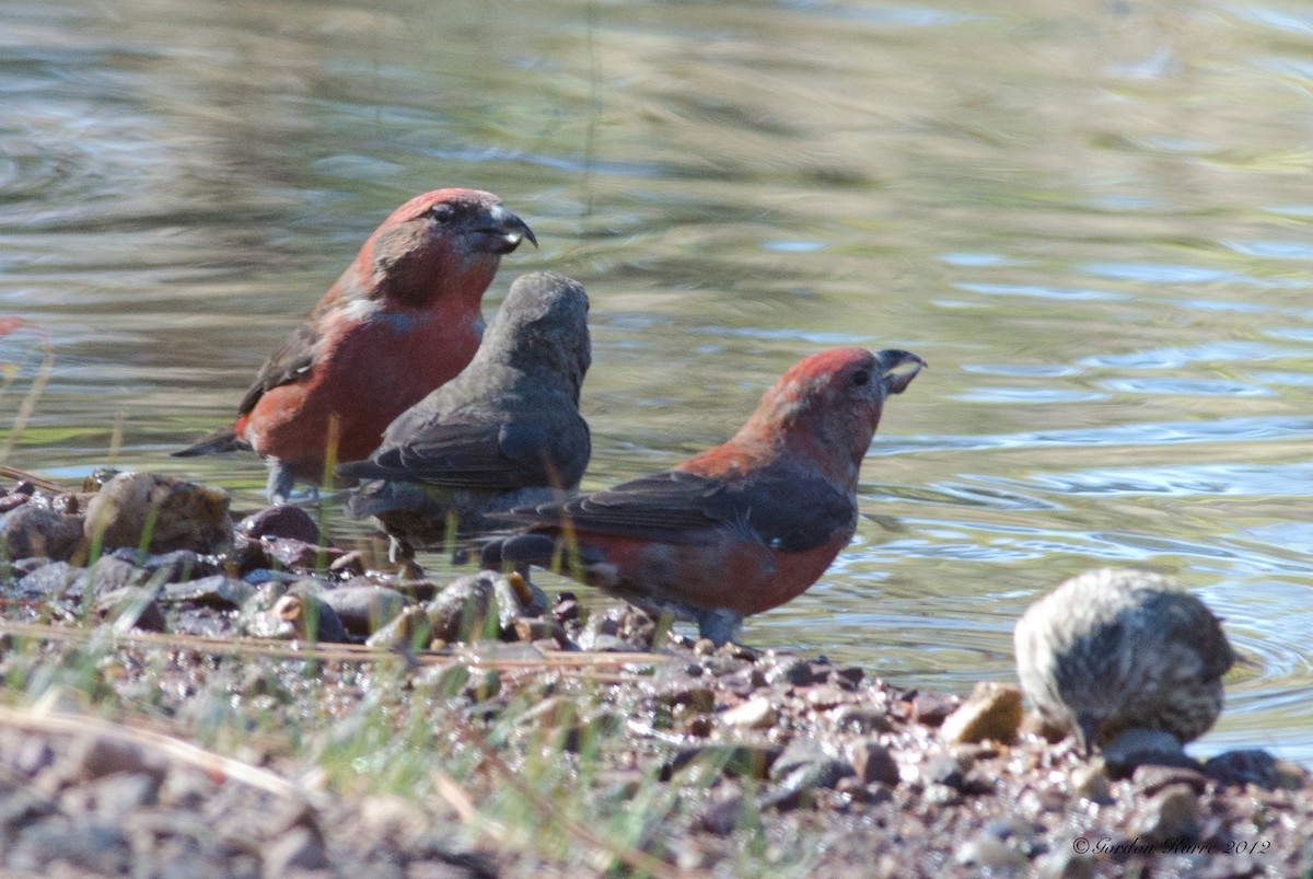 Red Crossbill - Gordon Karre