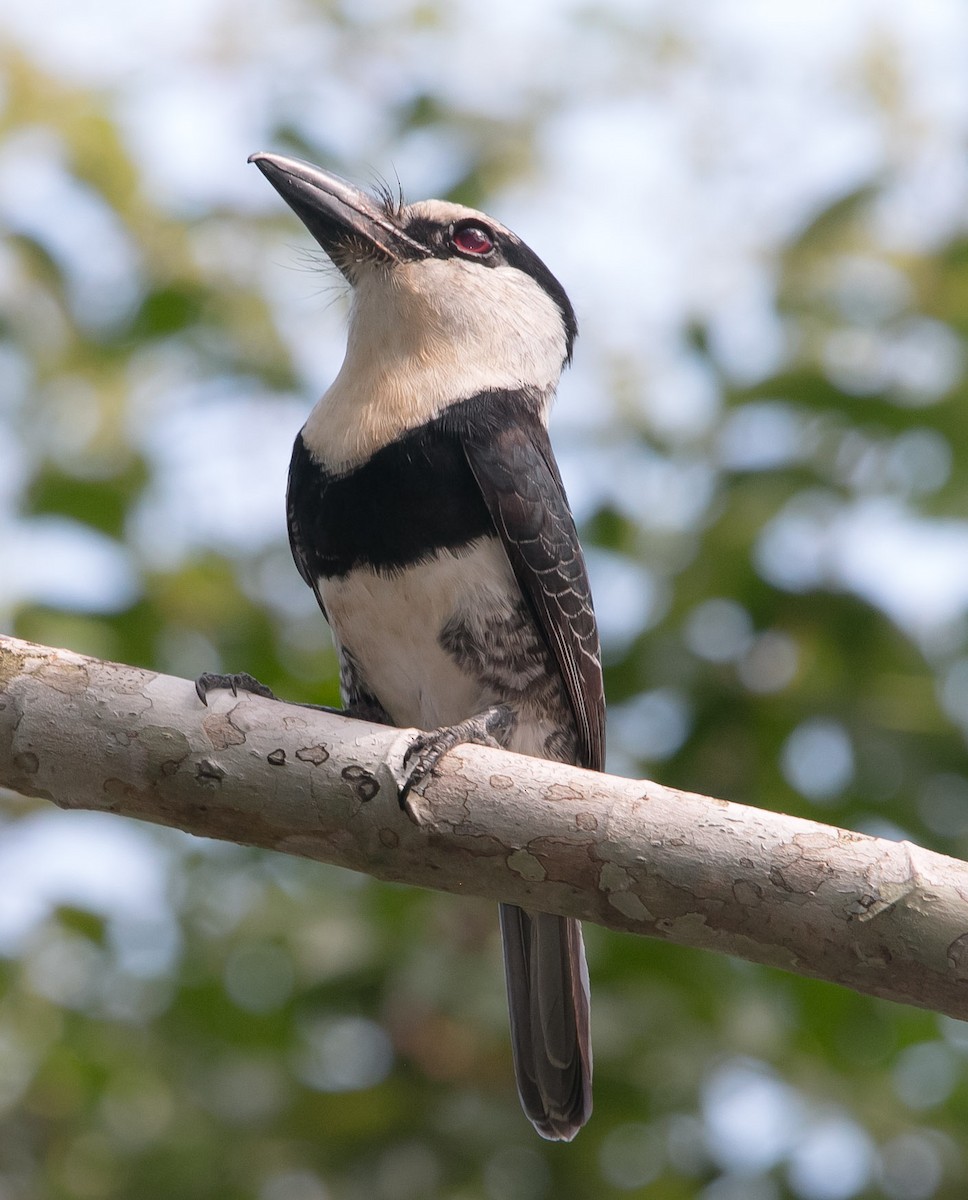 White-necked Puffbird - Isaias Morataya