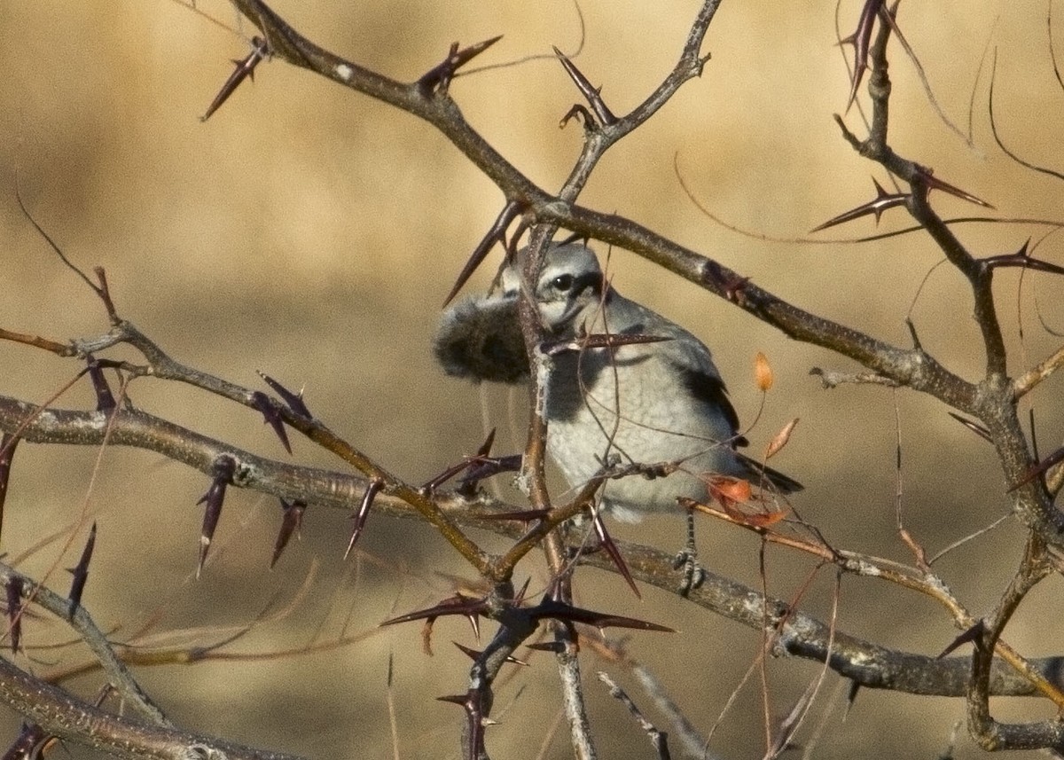 Northern Shrike - ML207978251