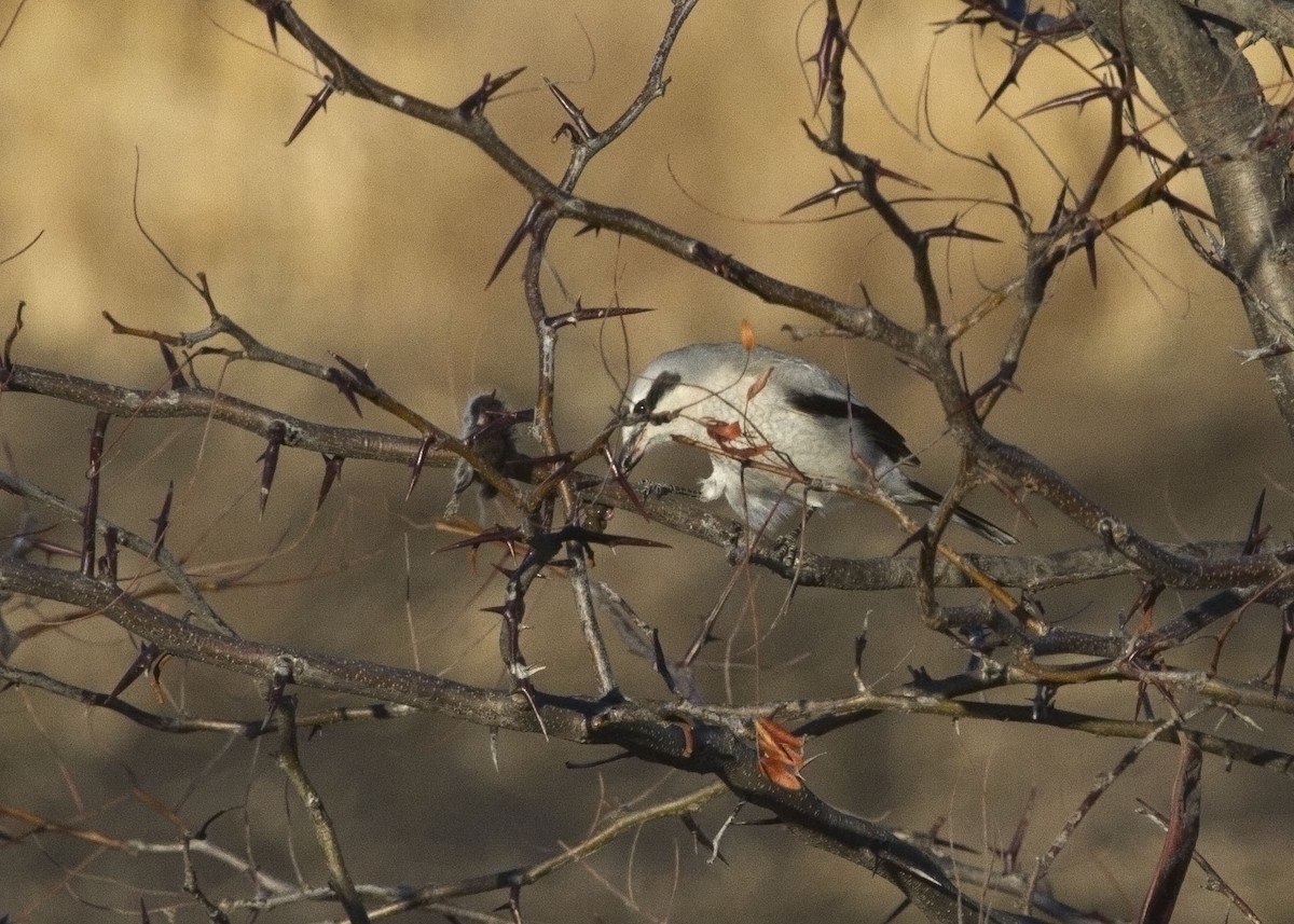 Northern Shrike - ML207978281