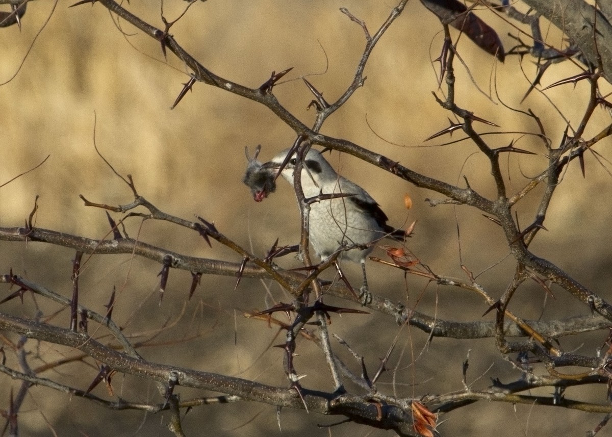 Northern Shrike - ML207978291