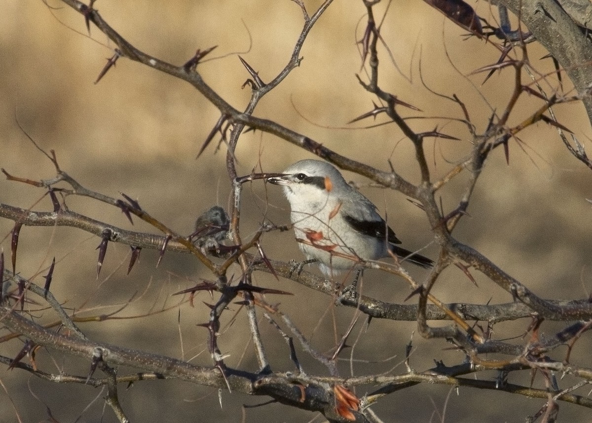 Northern Shrike - ML207978301