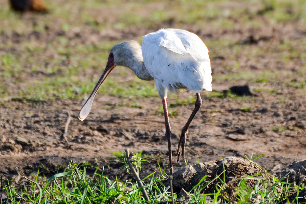 African Spoonbill - ML207978971