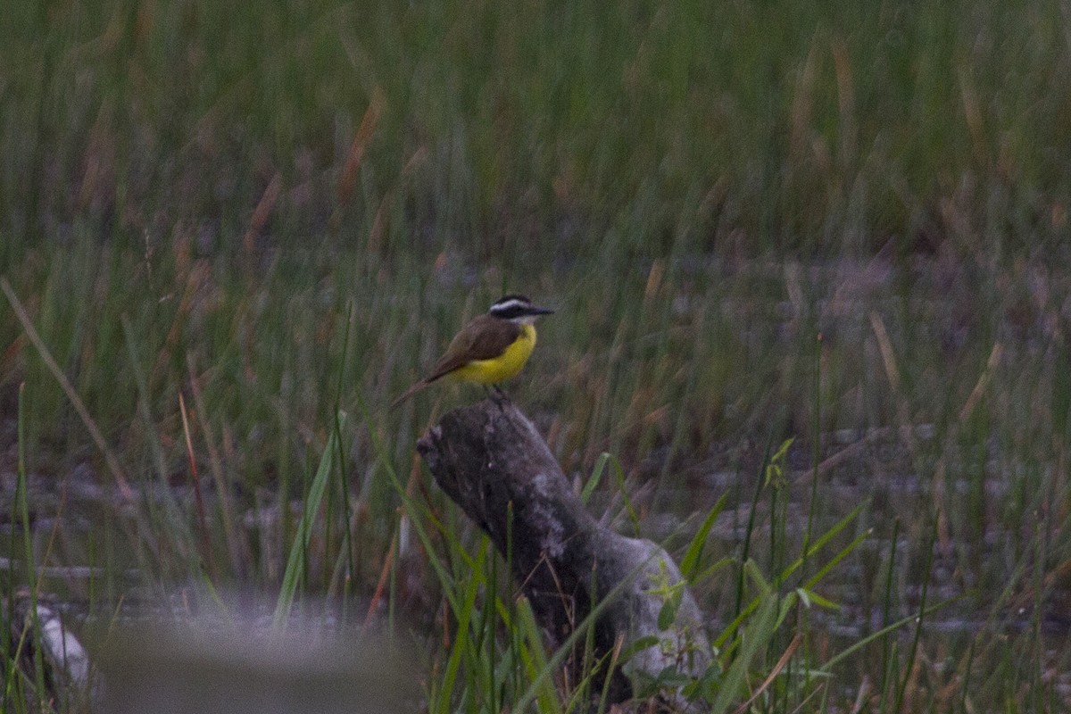 Lesser Kiskadee - ML207979211