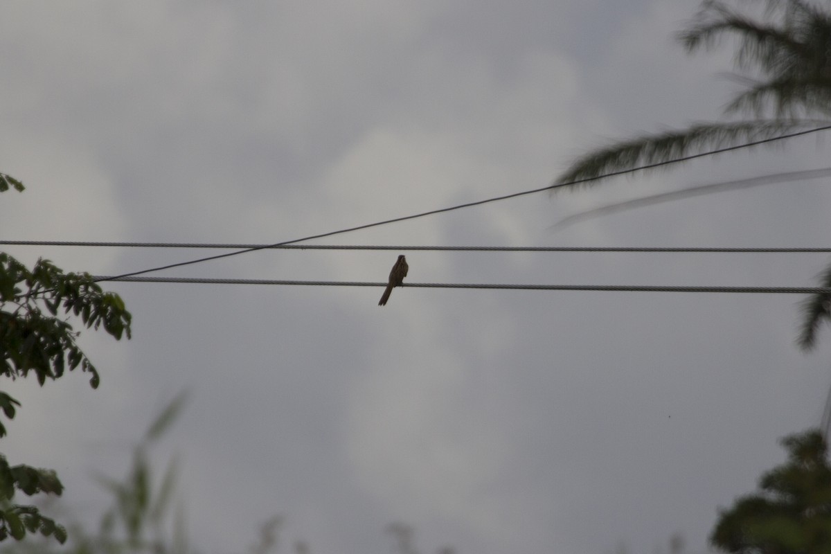 Striped Cuckoo - ML207979711