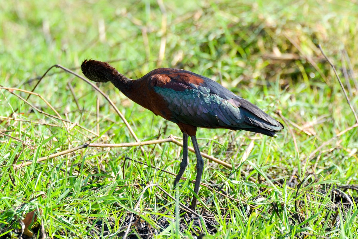 ibis hnědý - ML207980141