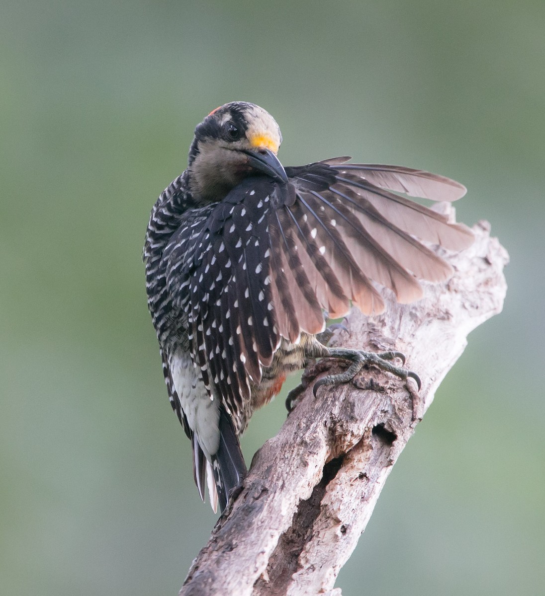 Black-cheeked Woodpecker - Isaias Morataya