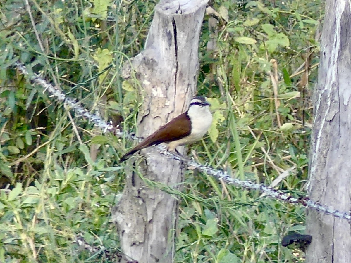 Giant Wren - ML207981041