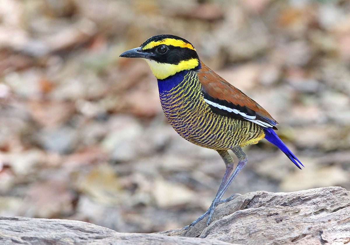 Javan Banded-Pitta - Tim Avery