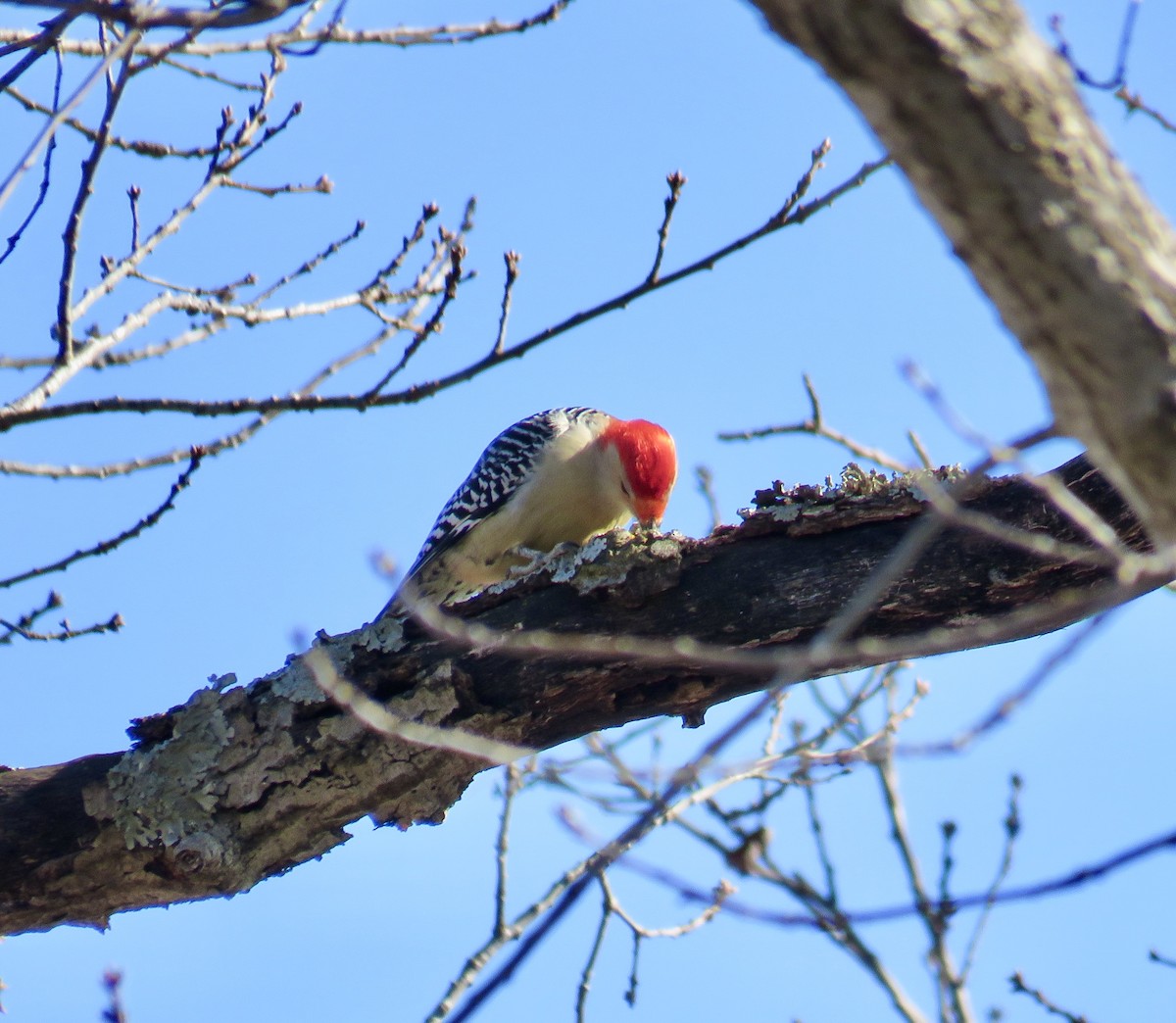 Red-bellied Woodpecker - ML207981671