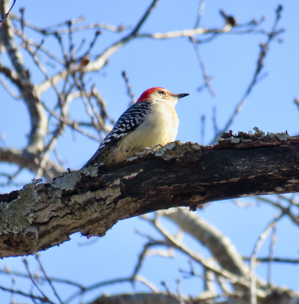 Red-bellied Woodpecker - Ann Tanner