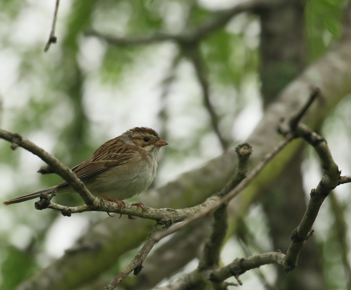 Clay-colored Sparrow - ML207981741