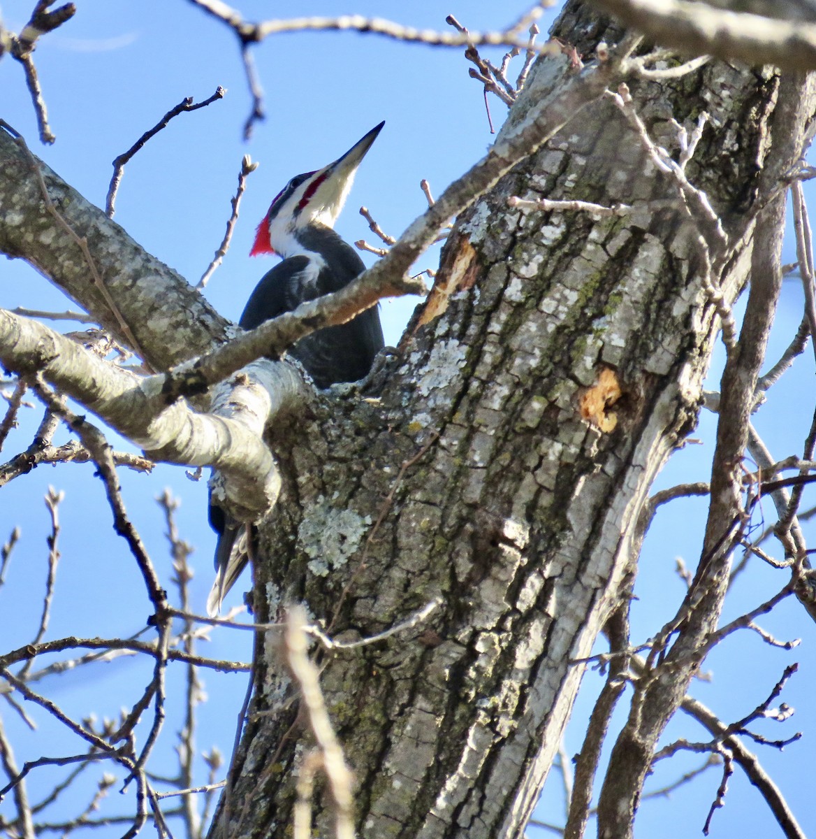 Pileated Woodpecker - Ann Tanner