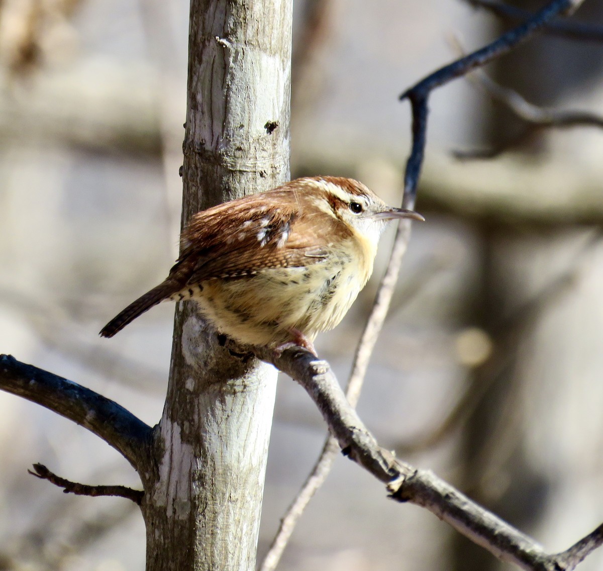 Carolina Wren - ML207982821