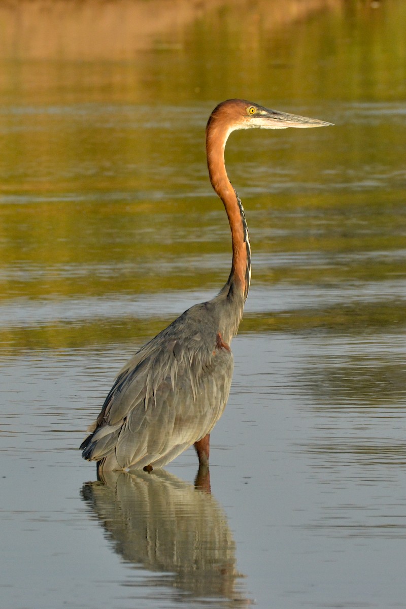 Goliath Heron - ML207984141