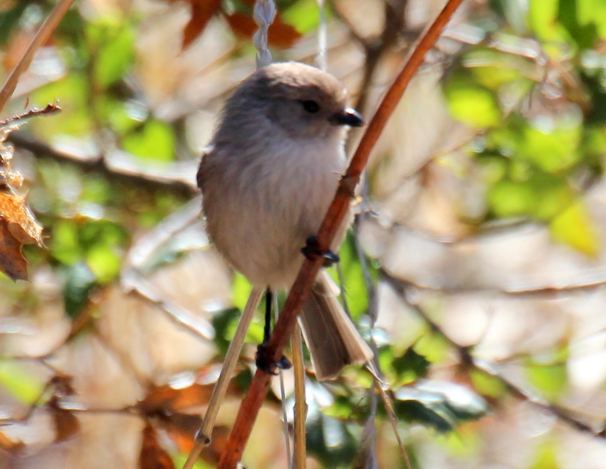 Bushtit (Pacific) - sam hough