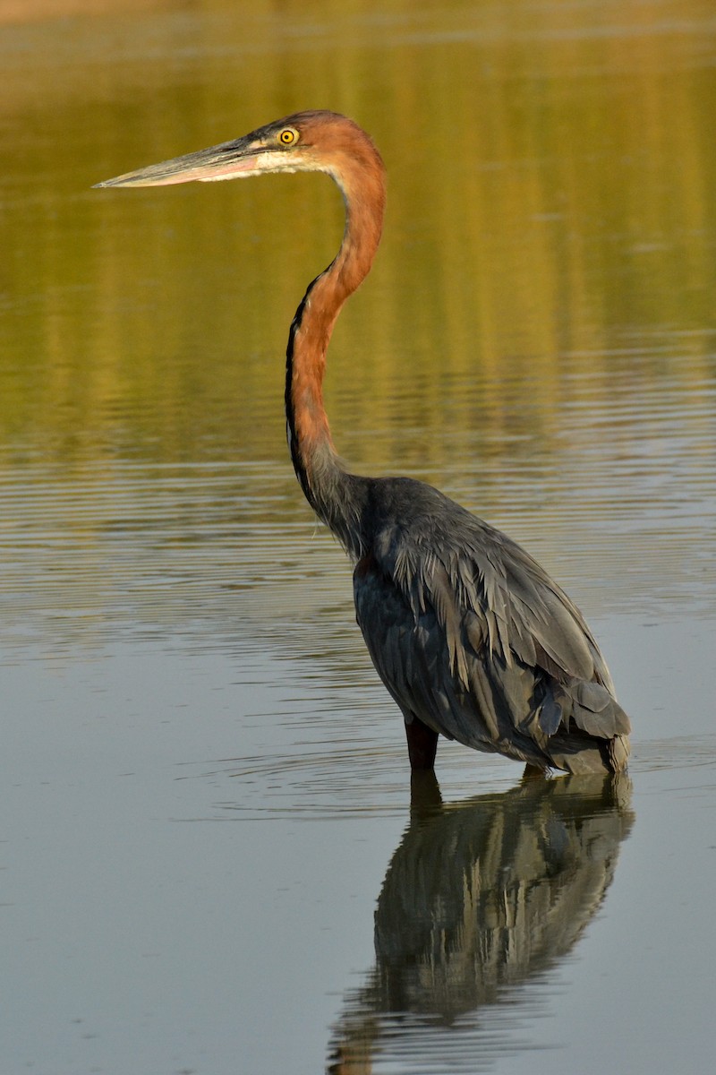 Goliath Heron - ML207984271