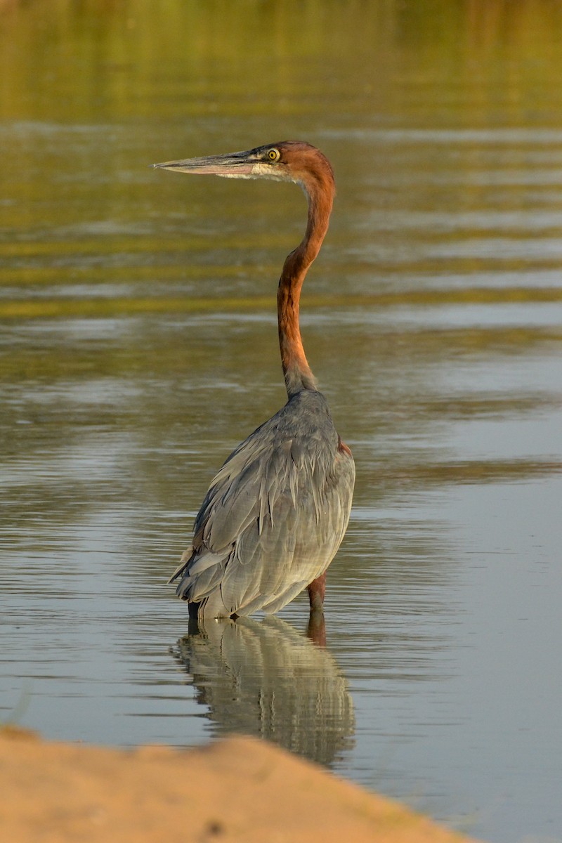 Goliath Heron - ML207984281