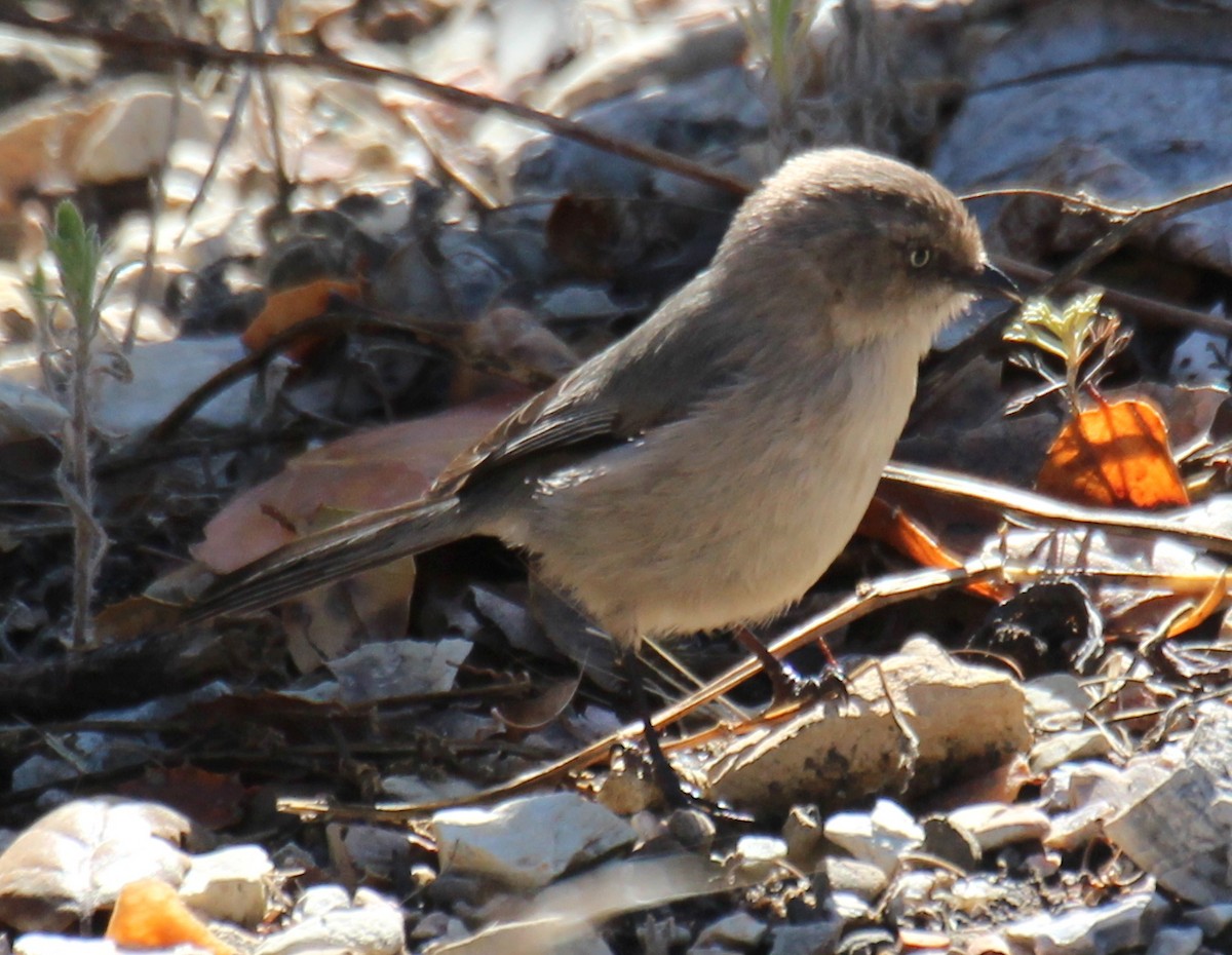 Bushtit (Pacific) - sam hough