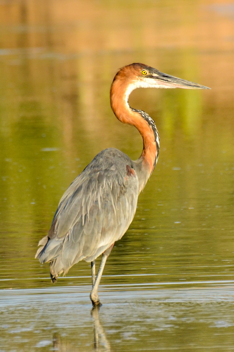 Goliath Heron - ML207984341