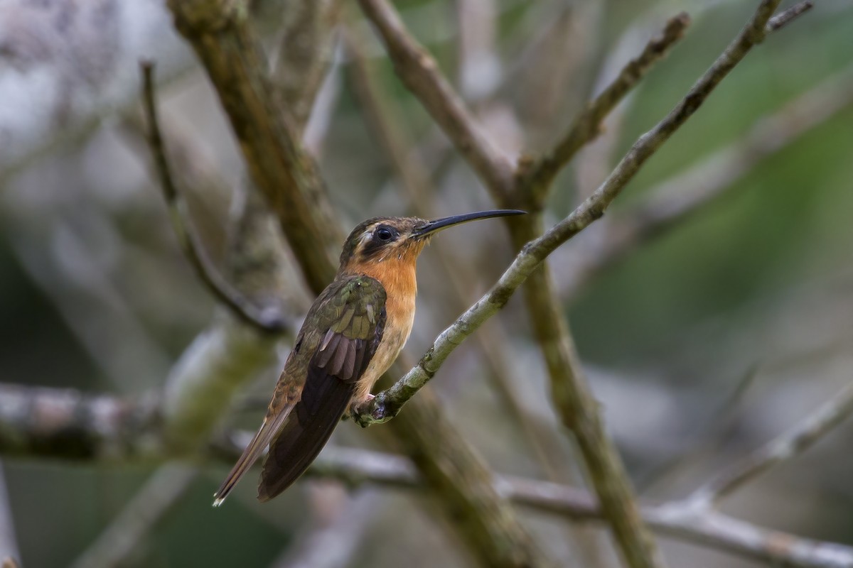 Hook-billed Hermit - ML207984671