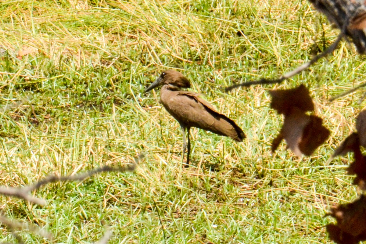 Hamerkop - ML207985131