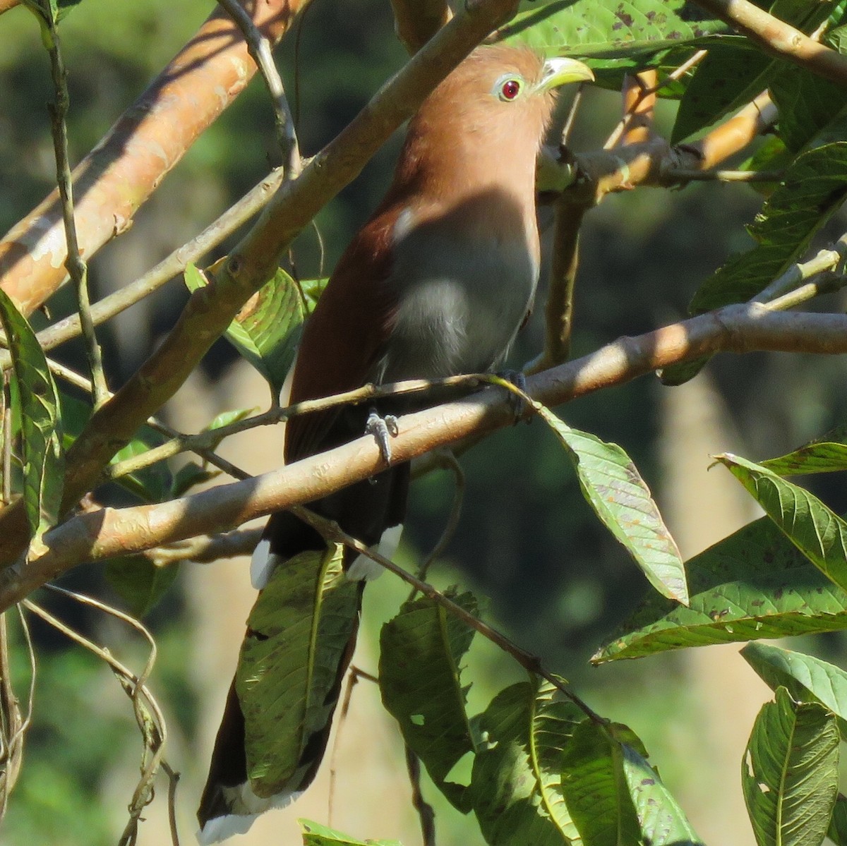 Squirrel Cuckoo - ML207986641