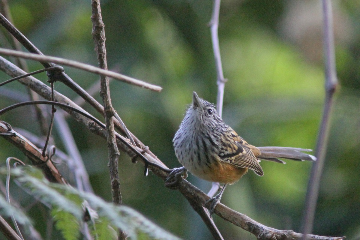 Santa Marta Antbird - Larry Therrien