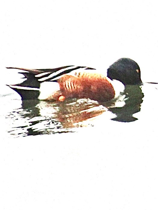 Northern Shoveler - ML207987151