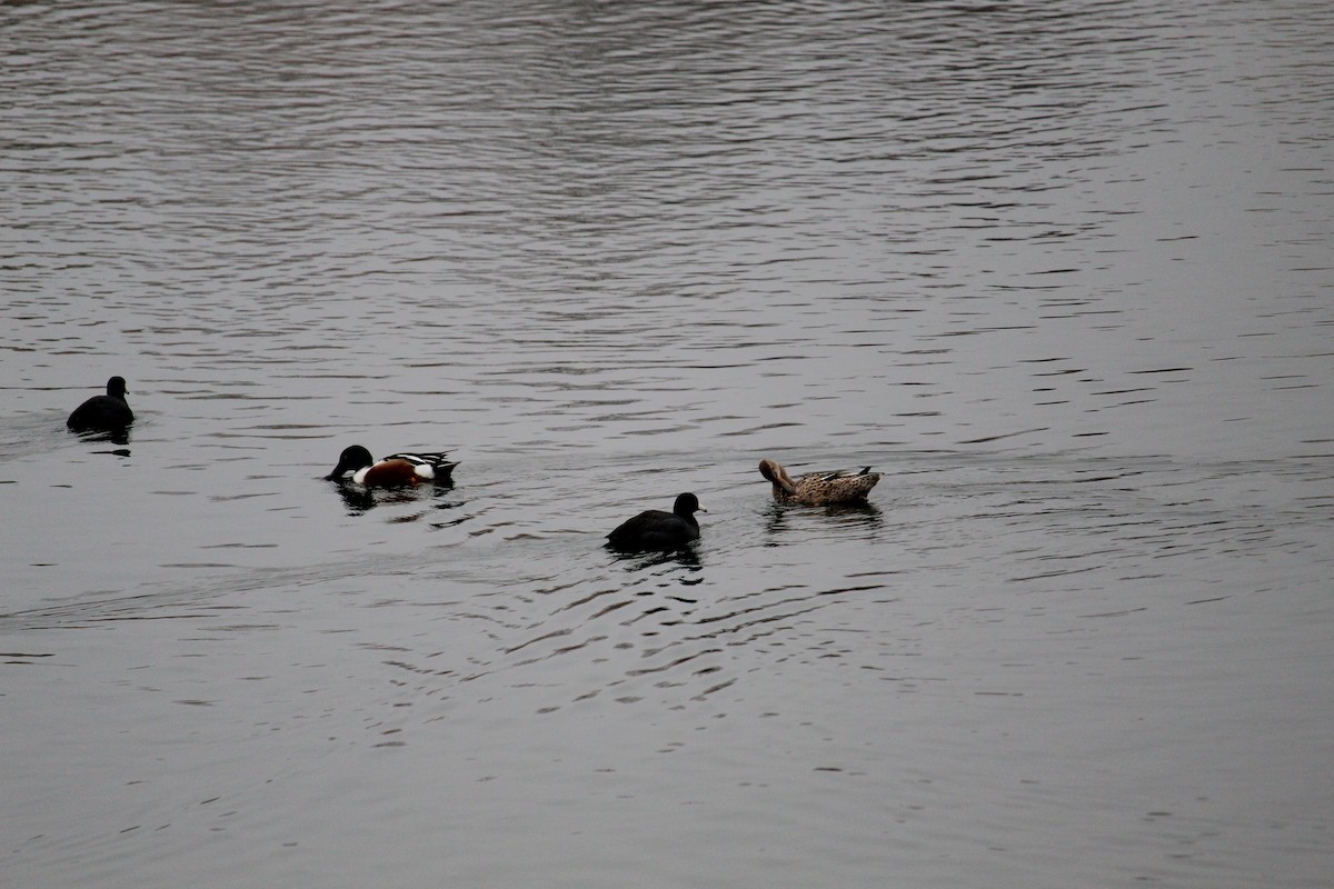 Northern Shoveler - ML207987301