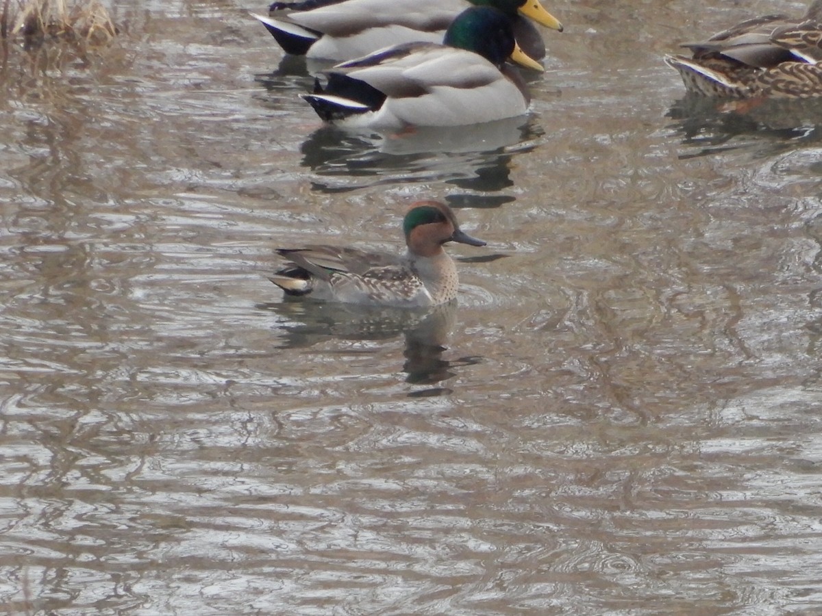 Green-winged Teal (American) - Kevin Tolan