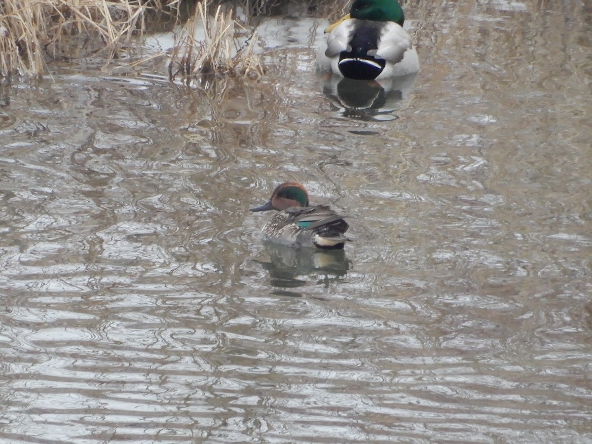 Green-winged Teal (American) - Kevin Tolan
