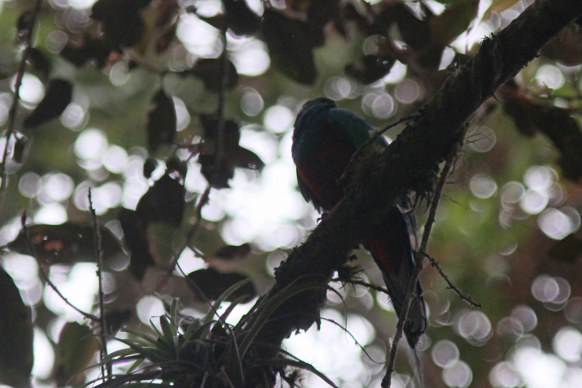 White-tipped Quetzal - ML207990871