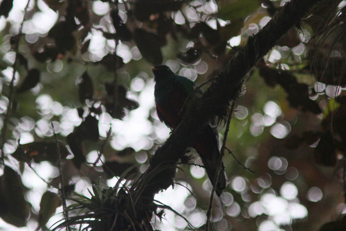 White-tipped Quetzal - ML207990881