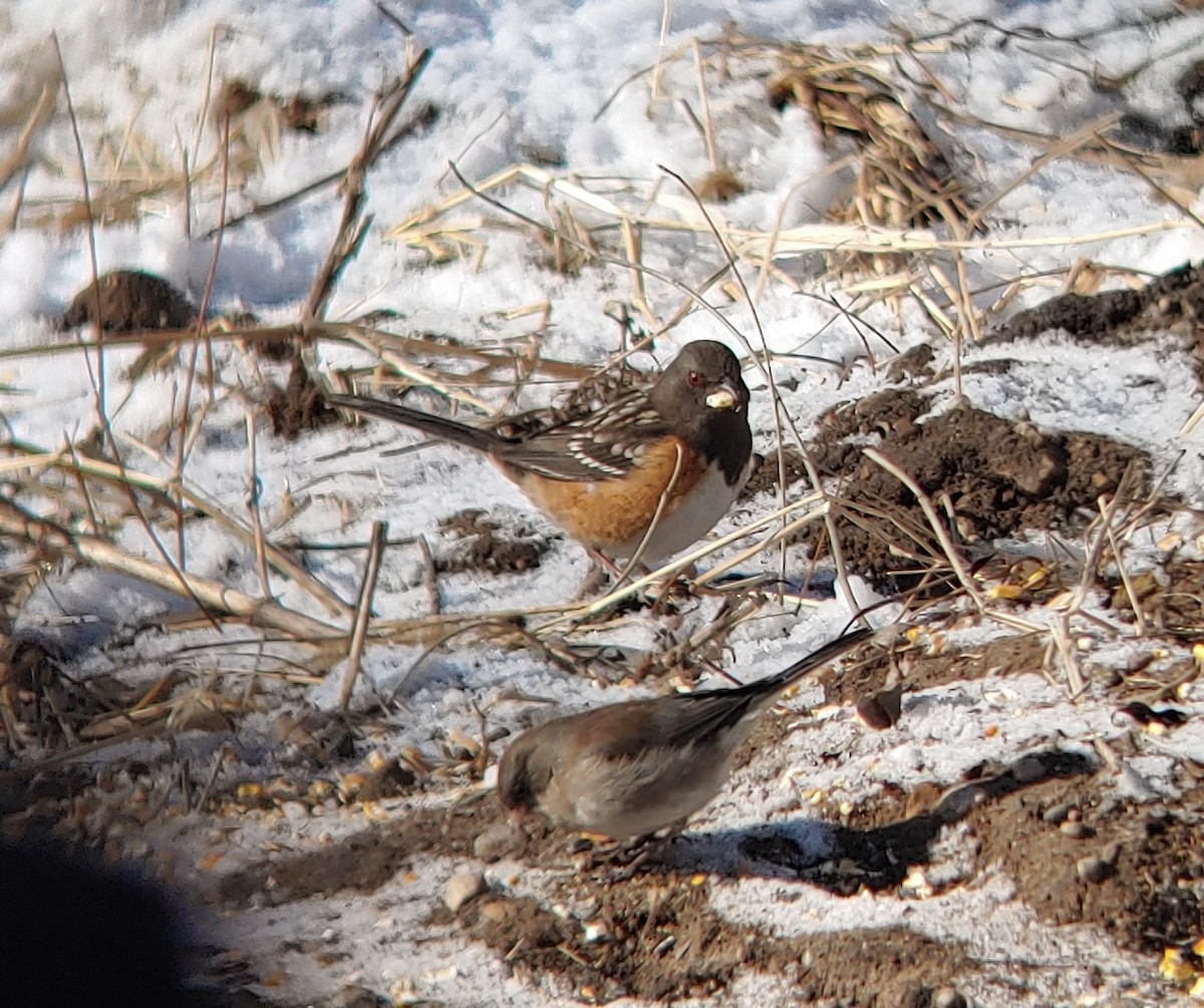 Spotted Towhee - ML207991041