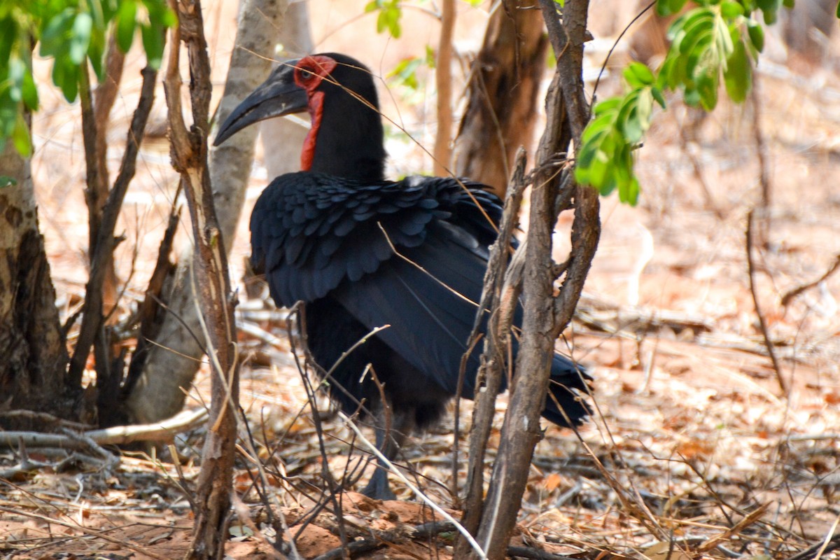 Southern Ground-Hornbill - Alison Bentley