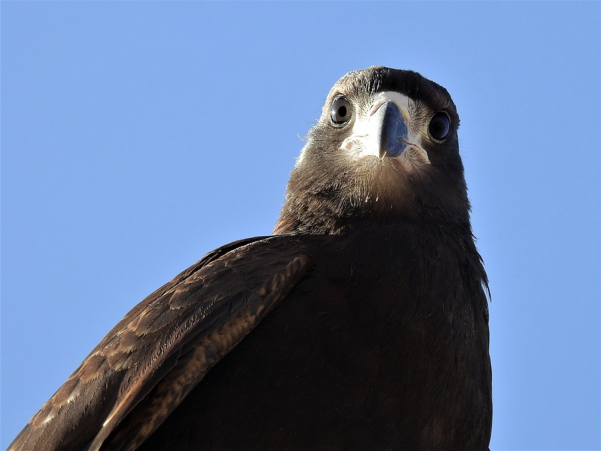 Mountain Caracara - ML207995211