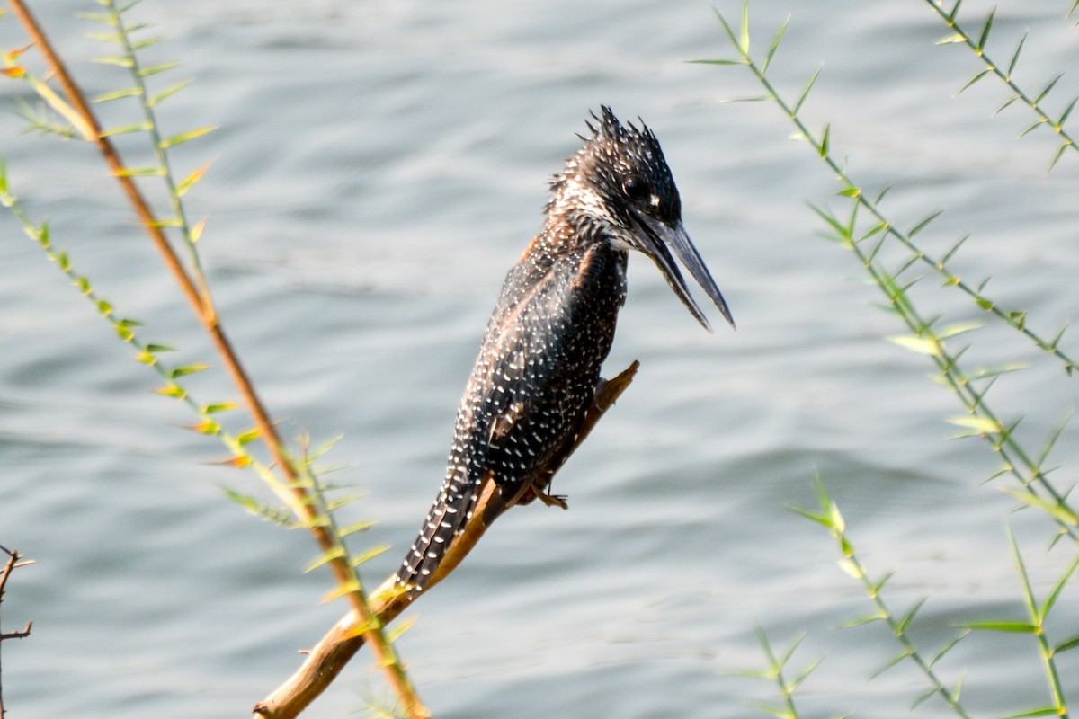 Giant Kingfisher - Alison Bentley