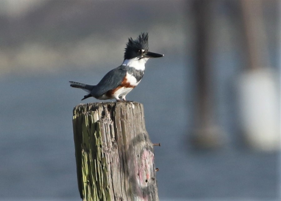 Belted Kingfisher - ML208000301