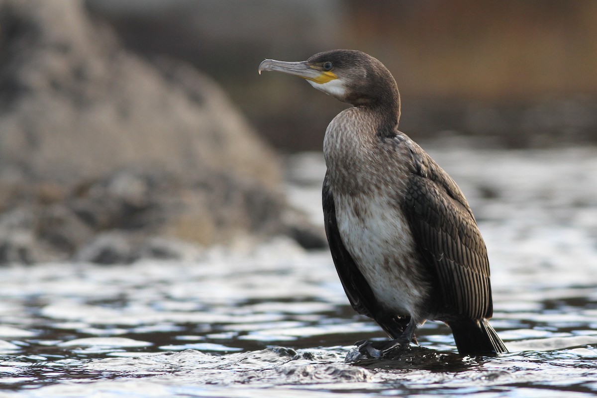Great Cormorant - Evan Lipton