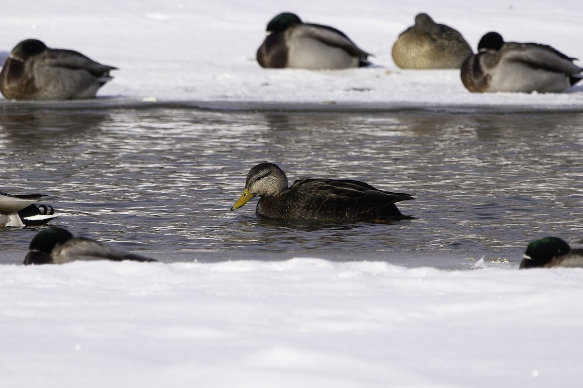 Canard noir - ML208006071