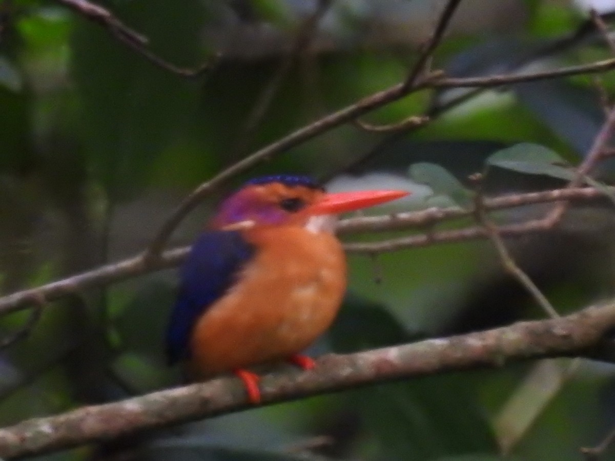 African Pygmy Kingfisher - ML208007041