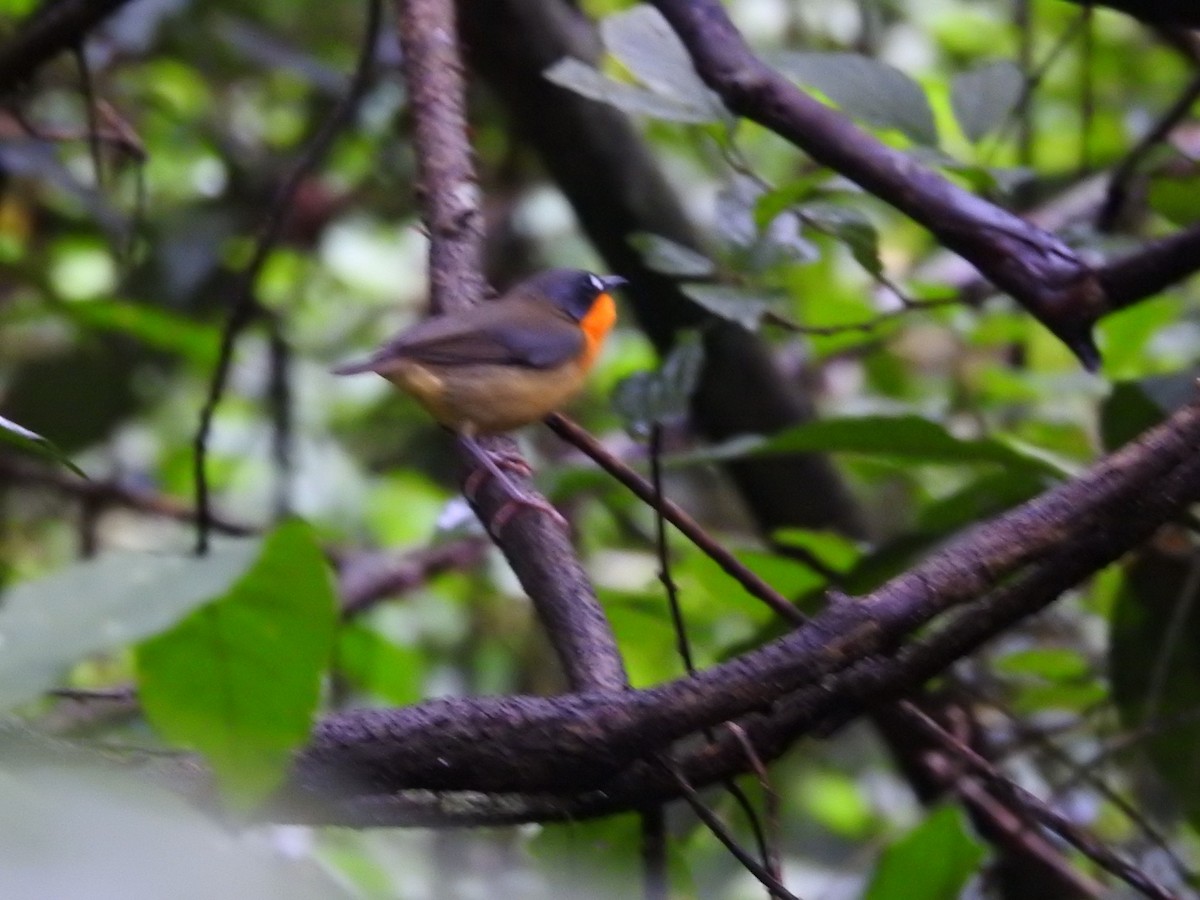Yellow-breasted Forest Robin - ML208007441