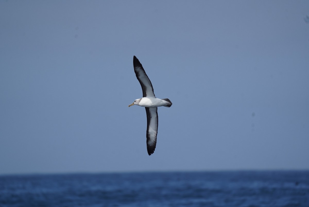Buller's Albatross - Jens Bokelaar